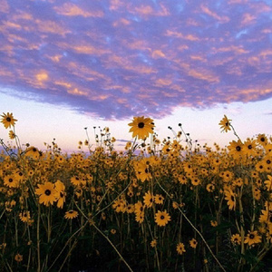 少司缘被脱鞋挠脚心
